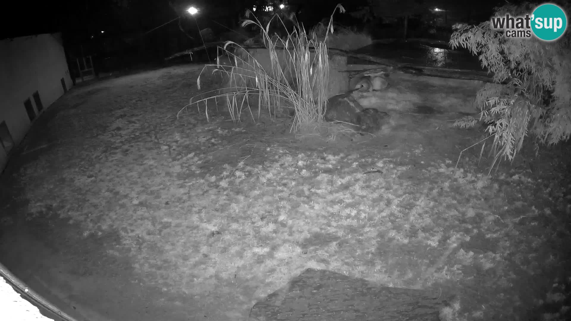 LION live Webcam in Ljubljana Zoo – Slovenia