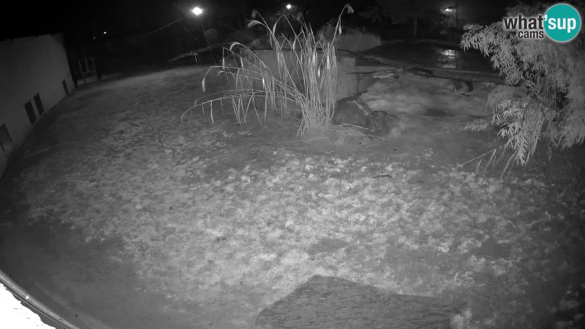 LION live Webcam in Ljubljana Zoo – Slovenia