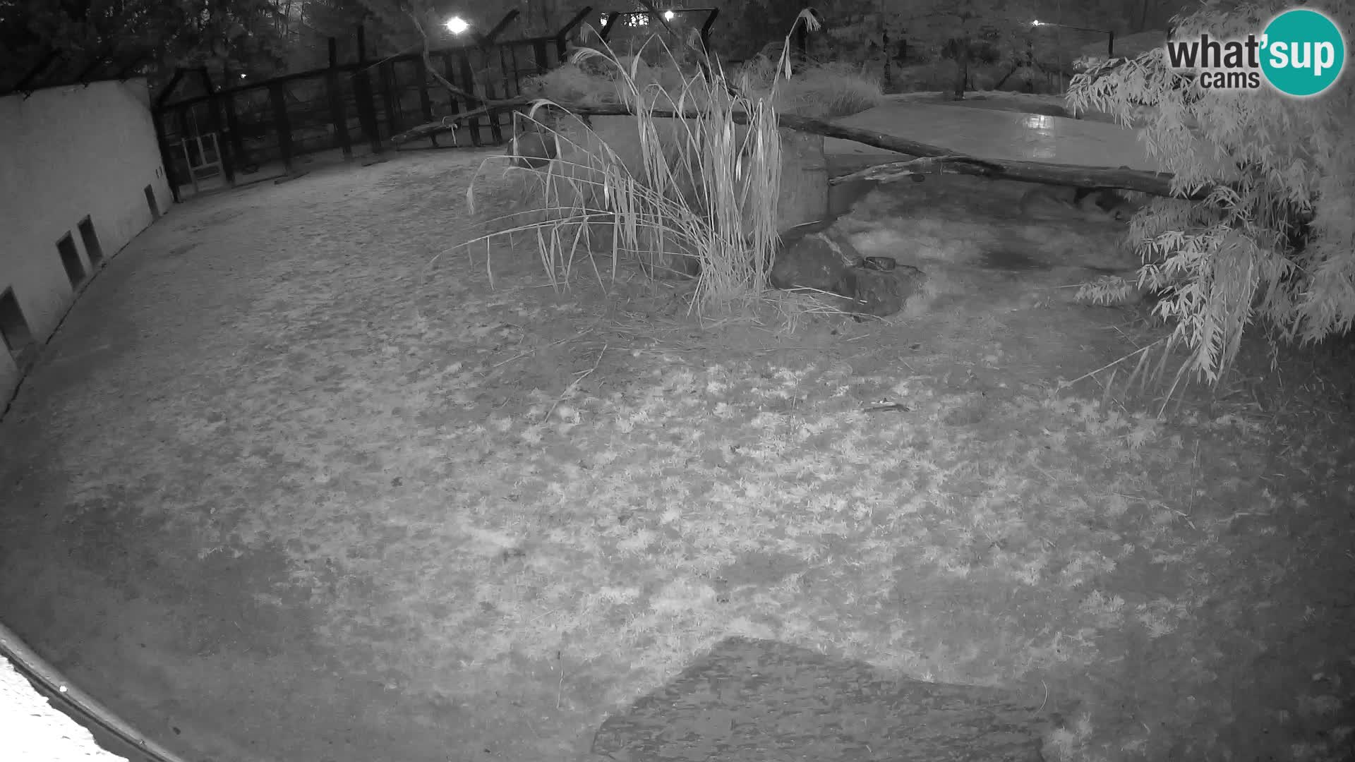 LION webcam en direct du zoo de Ljubljana – Slovénie