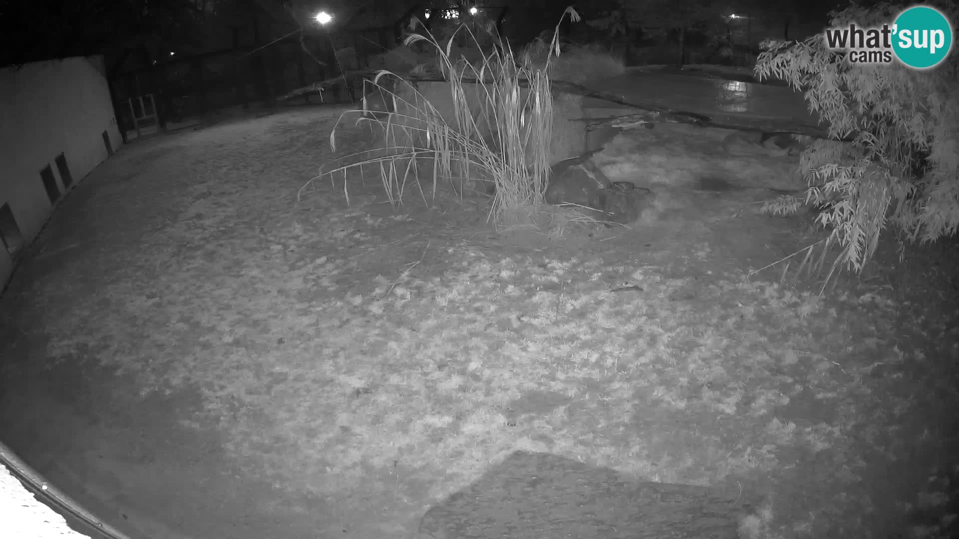 LION live Webcam in Ljubljana Zoo – Slovenia