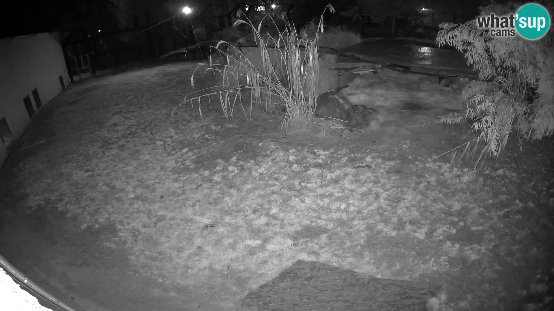 LION webcam en direct du zoo de Ljubljana – Slovénie