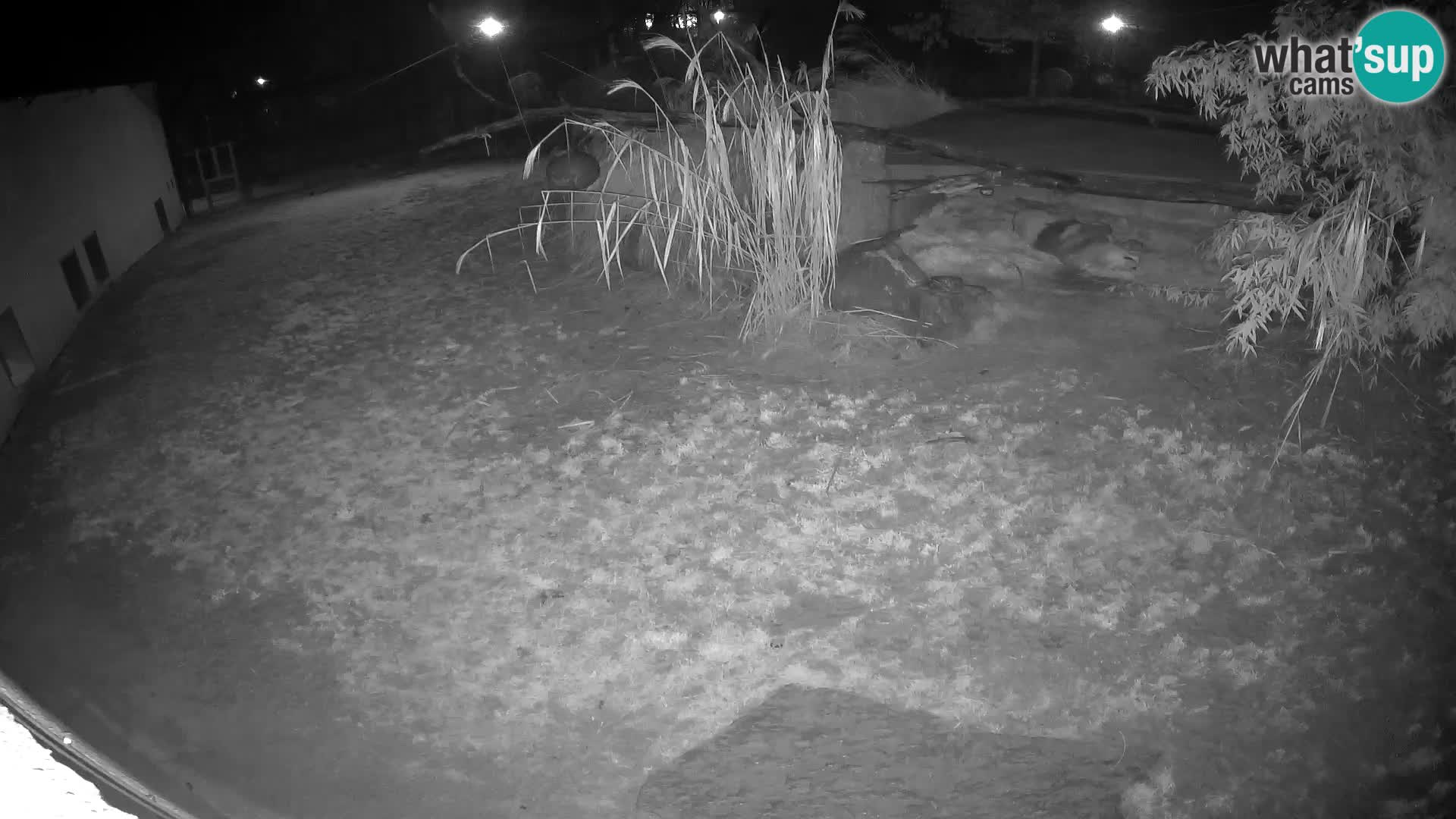 LEONE live Webcam nello zoo di Lubiana – Slovenia