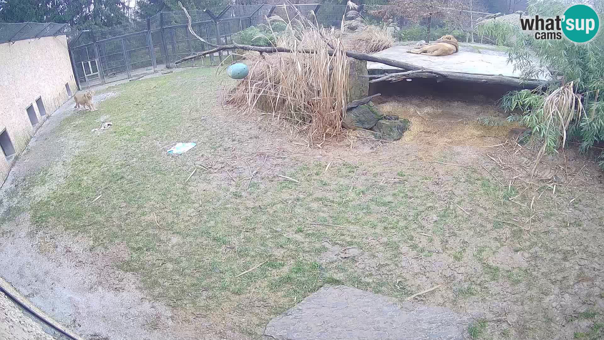 Lavovi web kamera uživo u ljubljanskom zoološkom vrtu – Slovenija