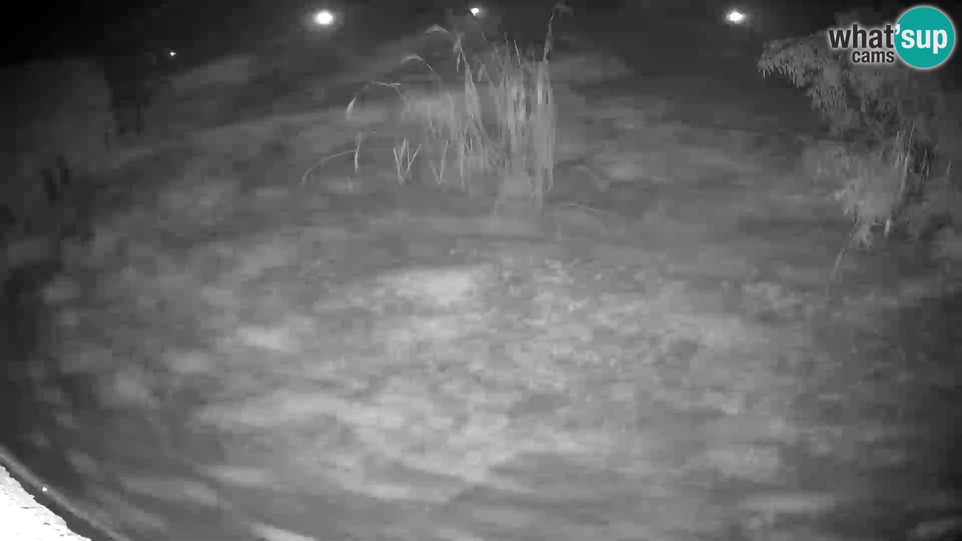 LEON Webcam en vivo en Ljubljana Zoo – Eslovenia