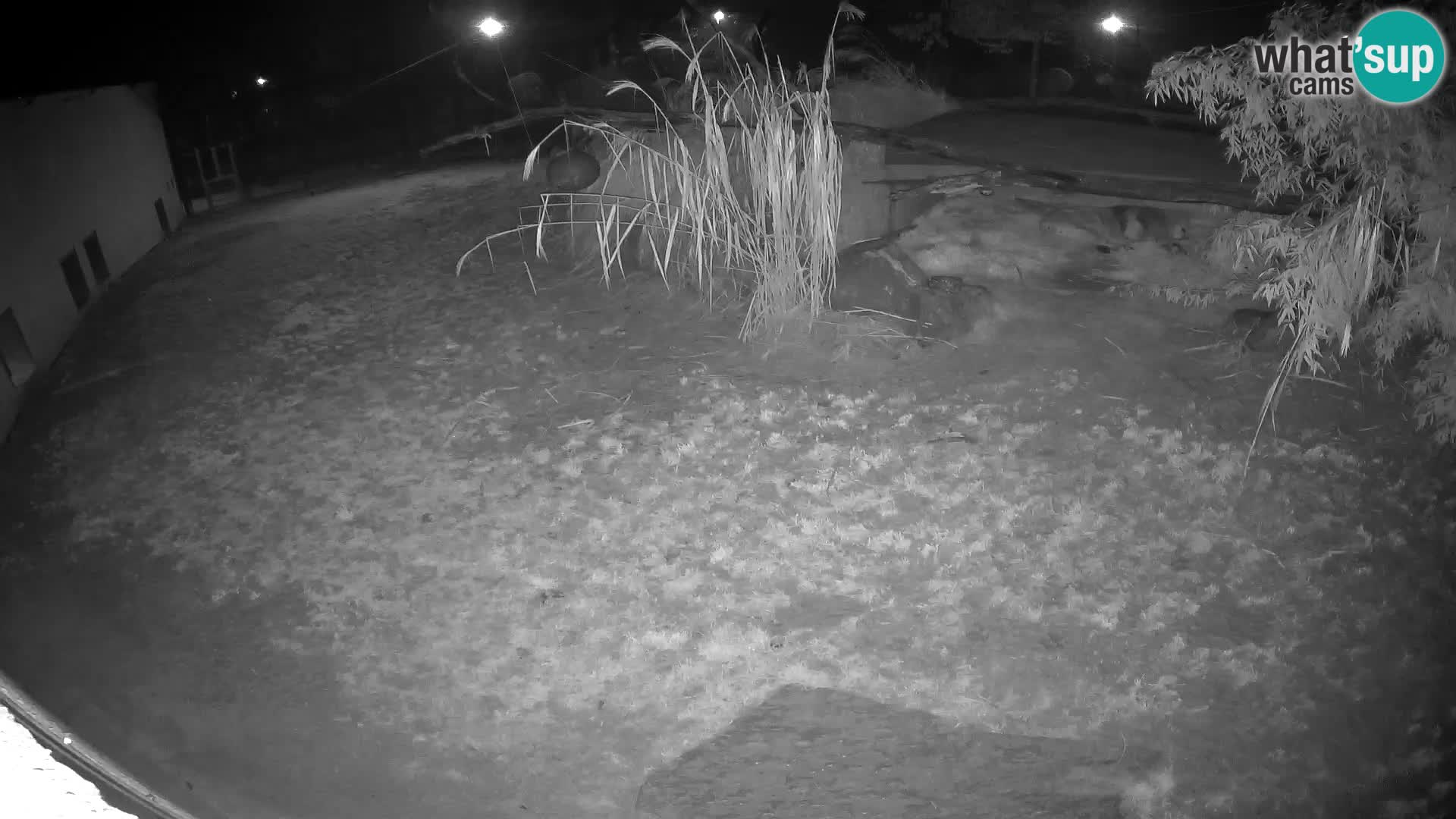 LEONE live Webcam nello zoo di Lubiana – Slovenia