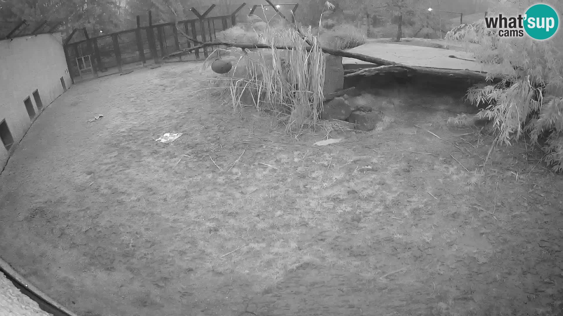 LION live Webcam in Ljubljana Zoo – Slovenia