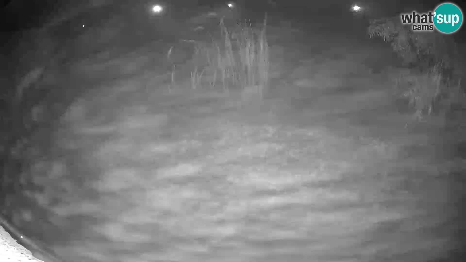 Lavovi web kamera uživo u ljubljanskom zoološkom vrtu – Slovenija