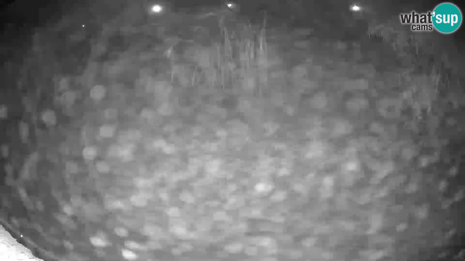 Löwe live Webcam im Zoo von Ljubljana – Slowenien