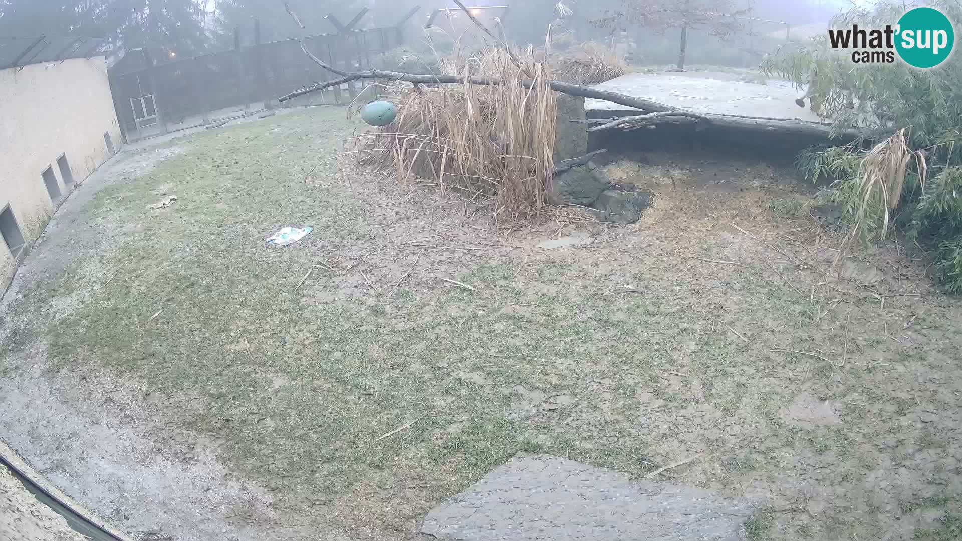 Löwe live Webcam im Zoo von Ljubljana – Slowenien