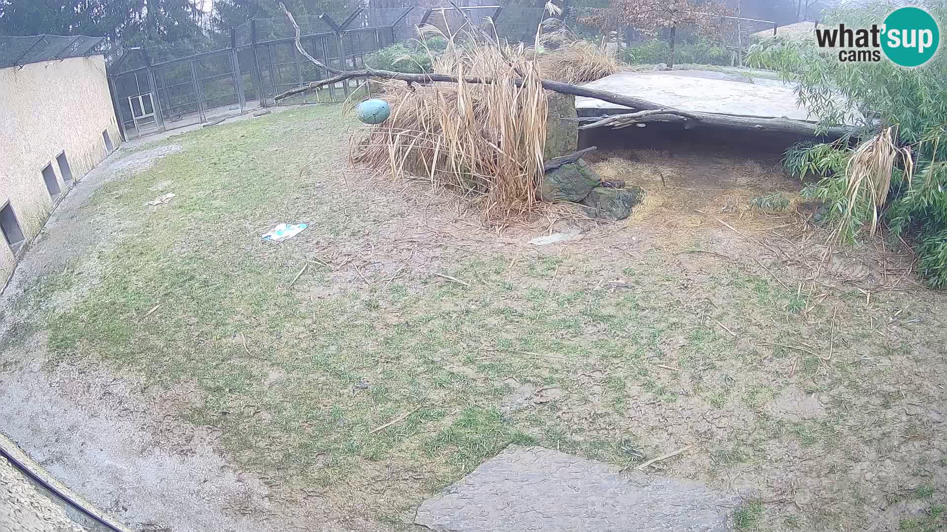 Lavovi web kamera uživo u ljubljanskom zoološkom vrtu – Slovenija