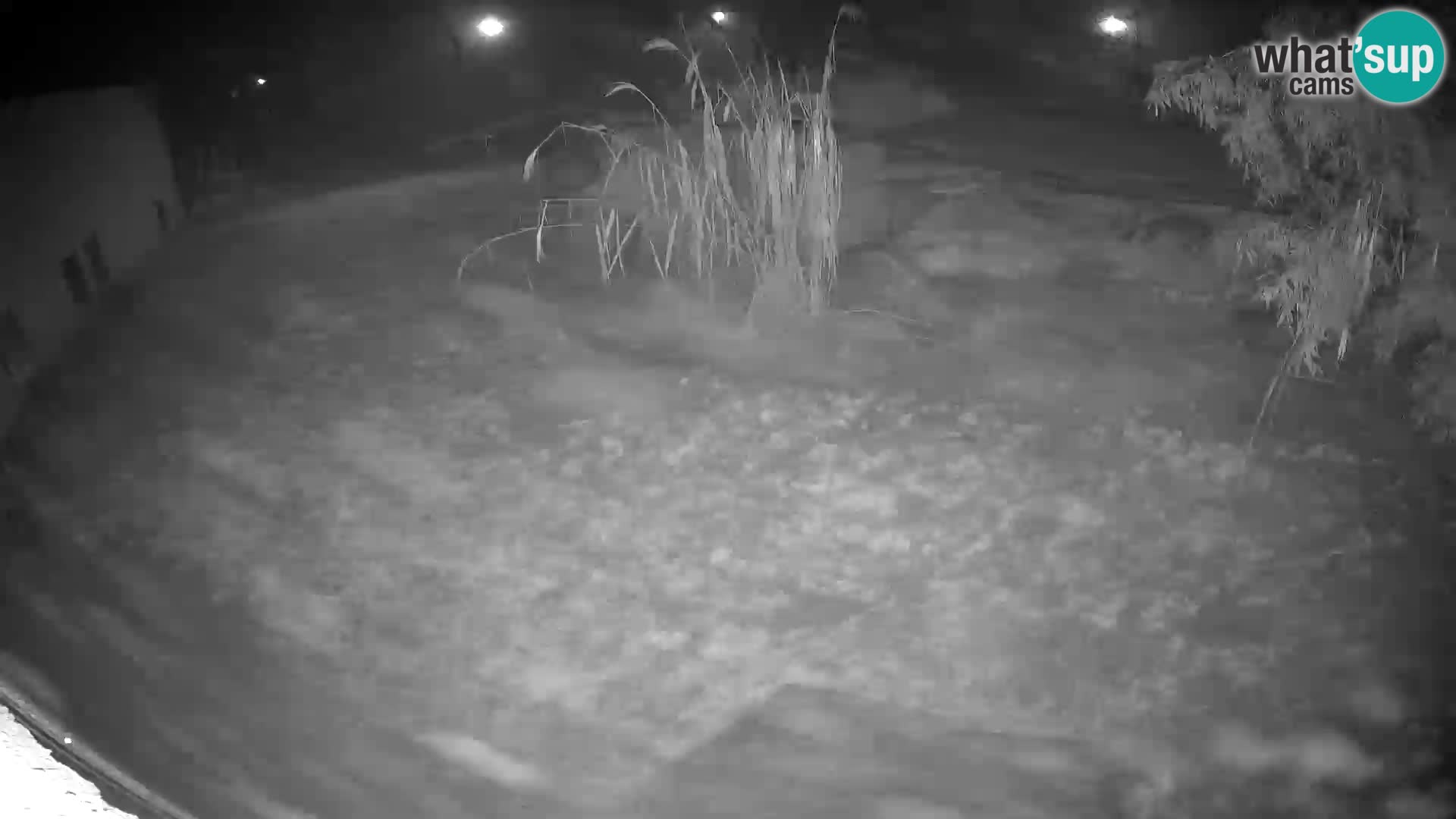 LEON Webcam en vivo en Ljubljana Zoo – Eslovenia