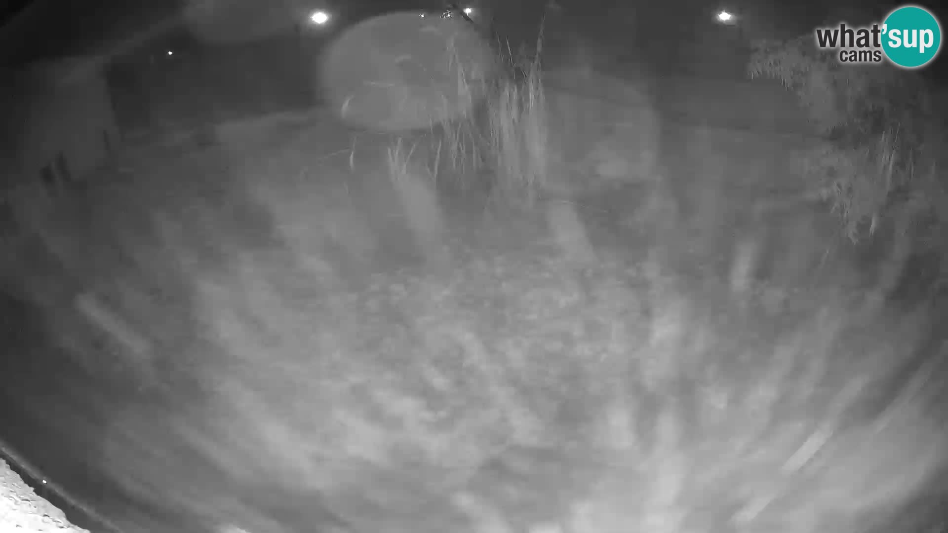 LEONE live Webcam nello zoo di Lubiana – Slovenia