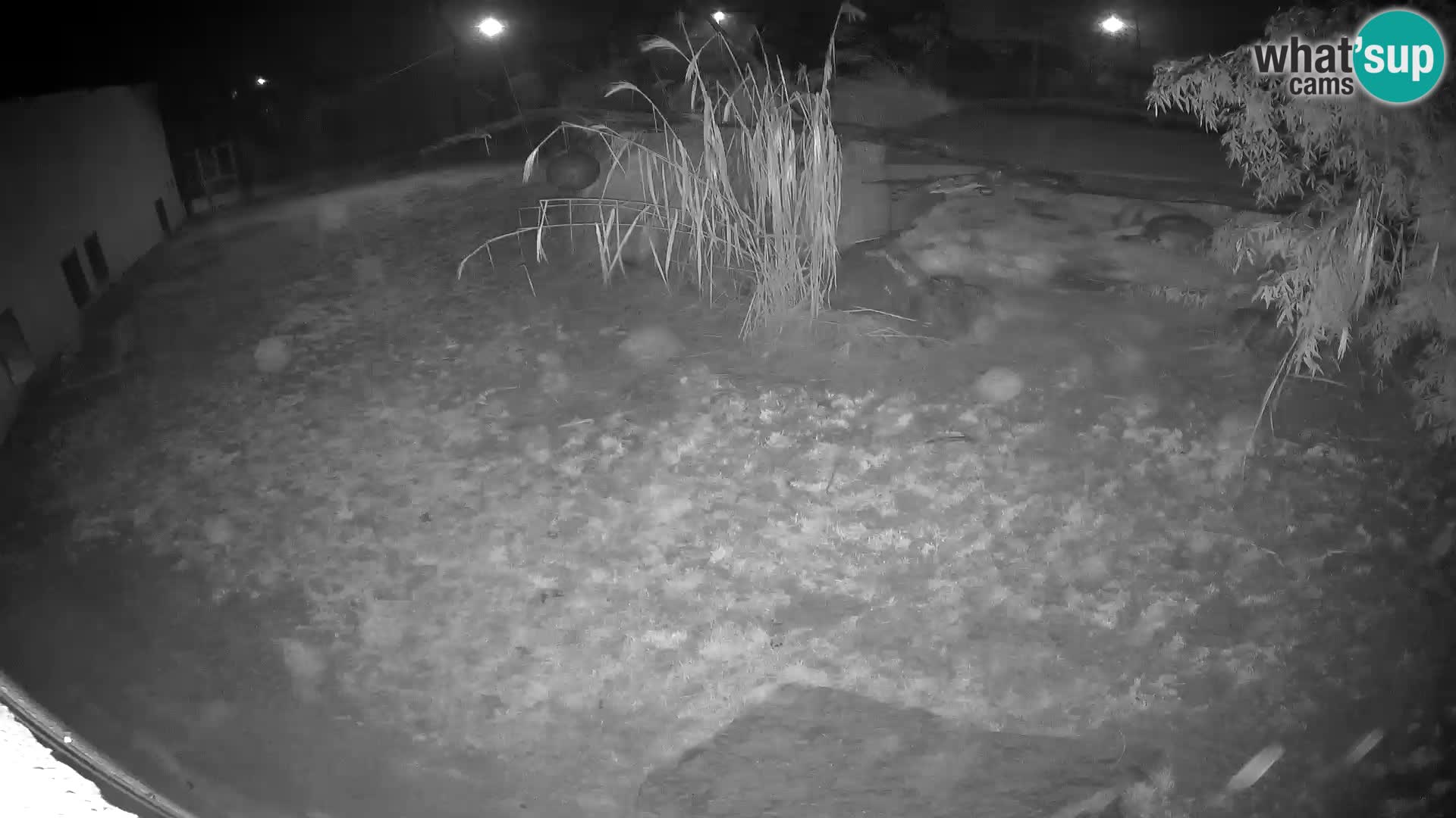 Löwe live Webcam im Zoo von Ljubljana – Slowenien