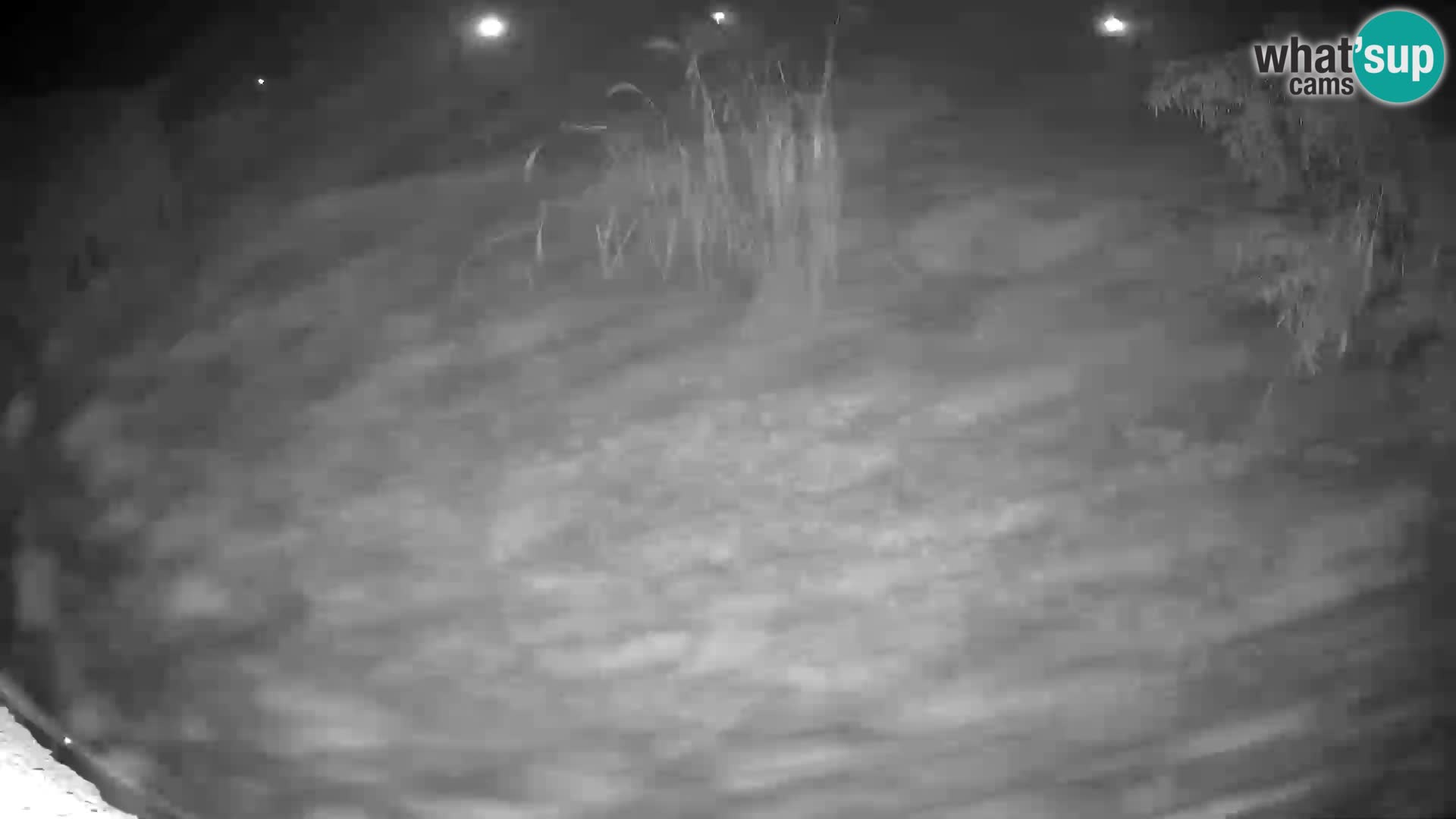 Löwe live Webcam im Zoo von Ljubljana – Slowenien