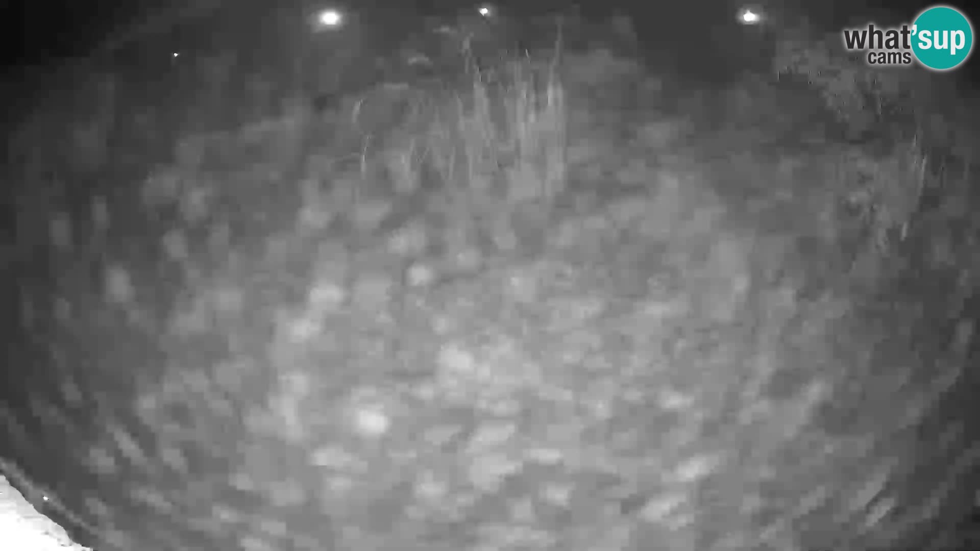 Lavovi web kamera uživo u ljubljanskom zoološkom vrtu – Slovenija