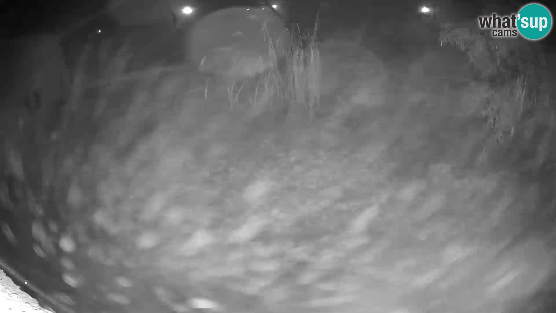 Lavovi web kamera uživo u ljubljanskom zoološkom vrtu – Slovenija