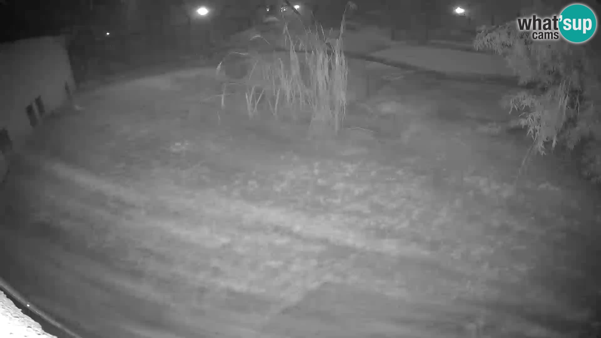 LEONE live Webcam nello zoo di Lubiana – Slovenia