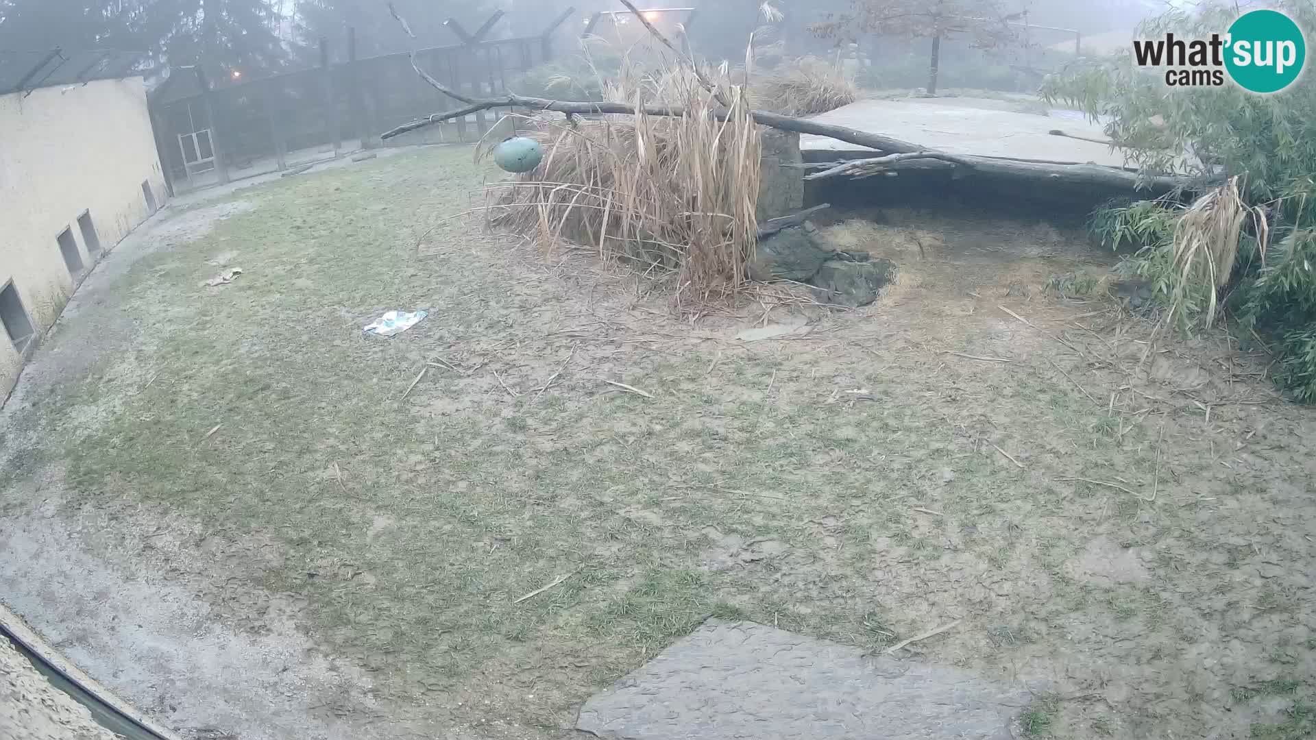 LEON Webcam en vivo en Ljubljana Zoo – Eslovenia