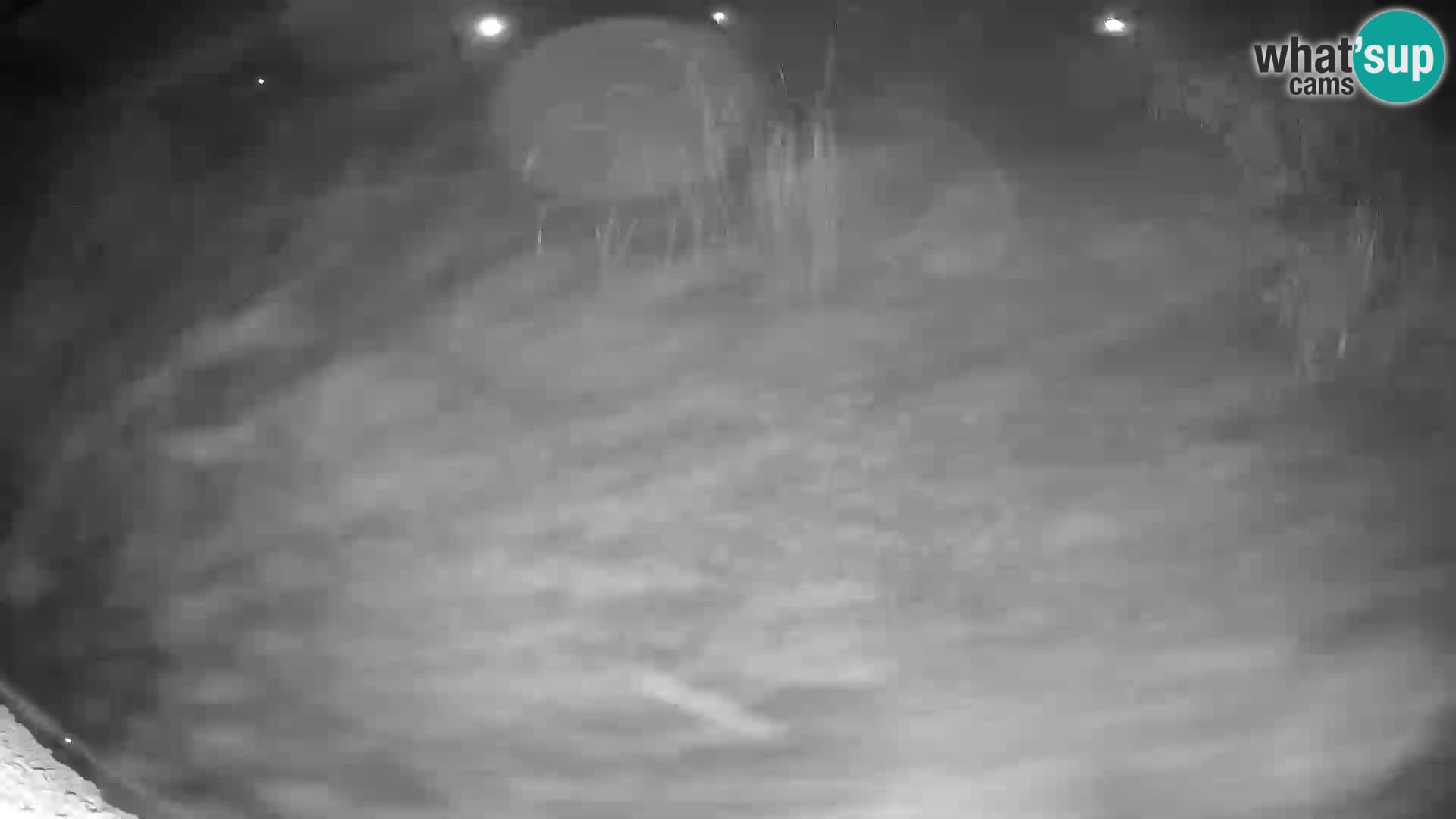 Lavovi web kamera uživo u ljubljanskom zoološkom vrtu – Slovenija