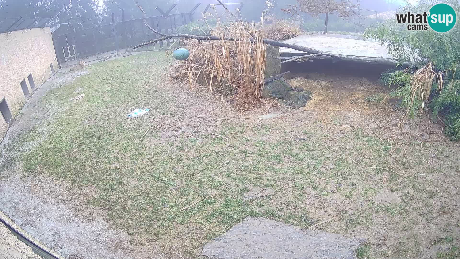 LEON Webcam en vivo en Ljubljana Zoo – Eslovenia