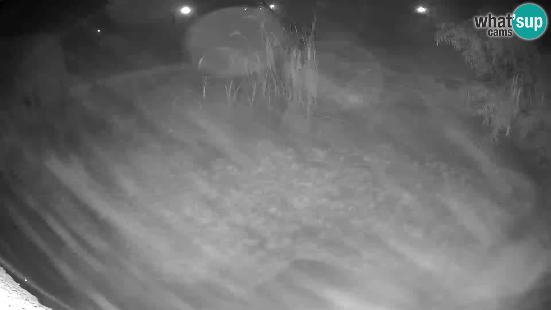 Löwe live Webcam im Zoo von Ljubljana – Slowenien