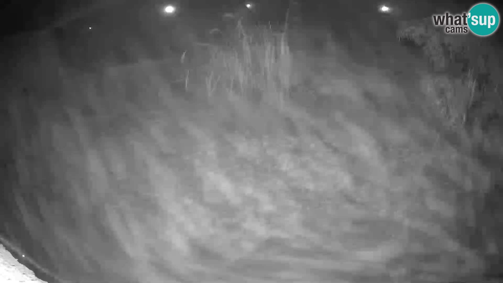 LION webcam en direct du zoo de Ljubljana – Slovénie