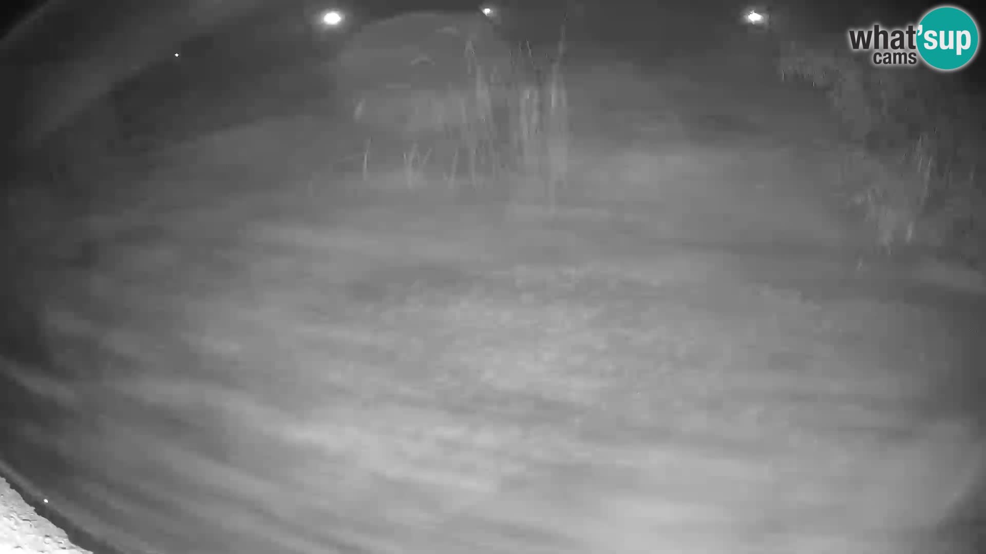 LEONE live Webcam nello zoo di Lubiana – Slovenia