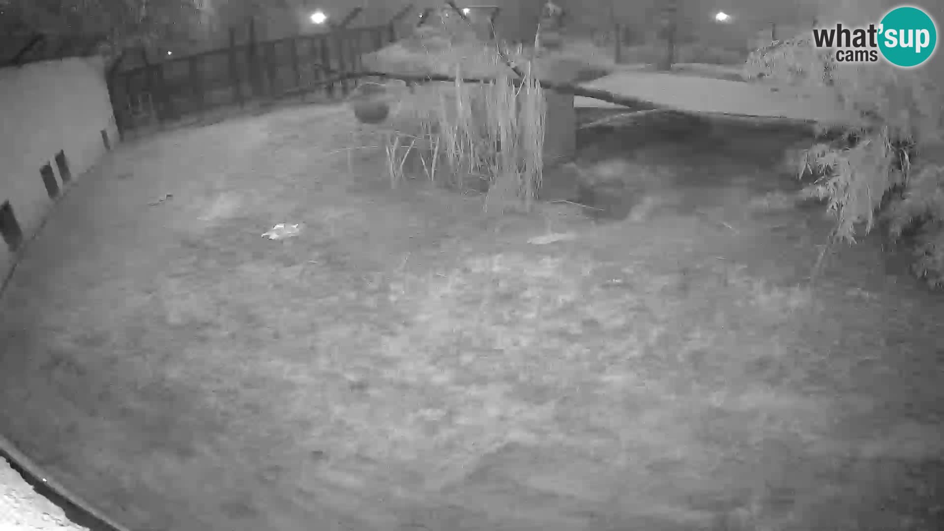 LEONE live Webcam nello zoo di Lubiana – Slovenia