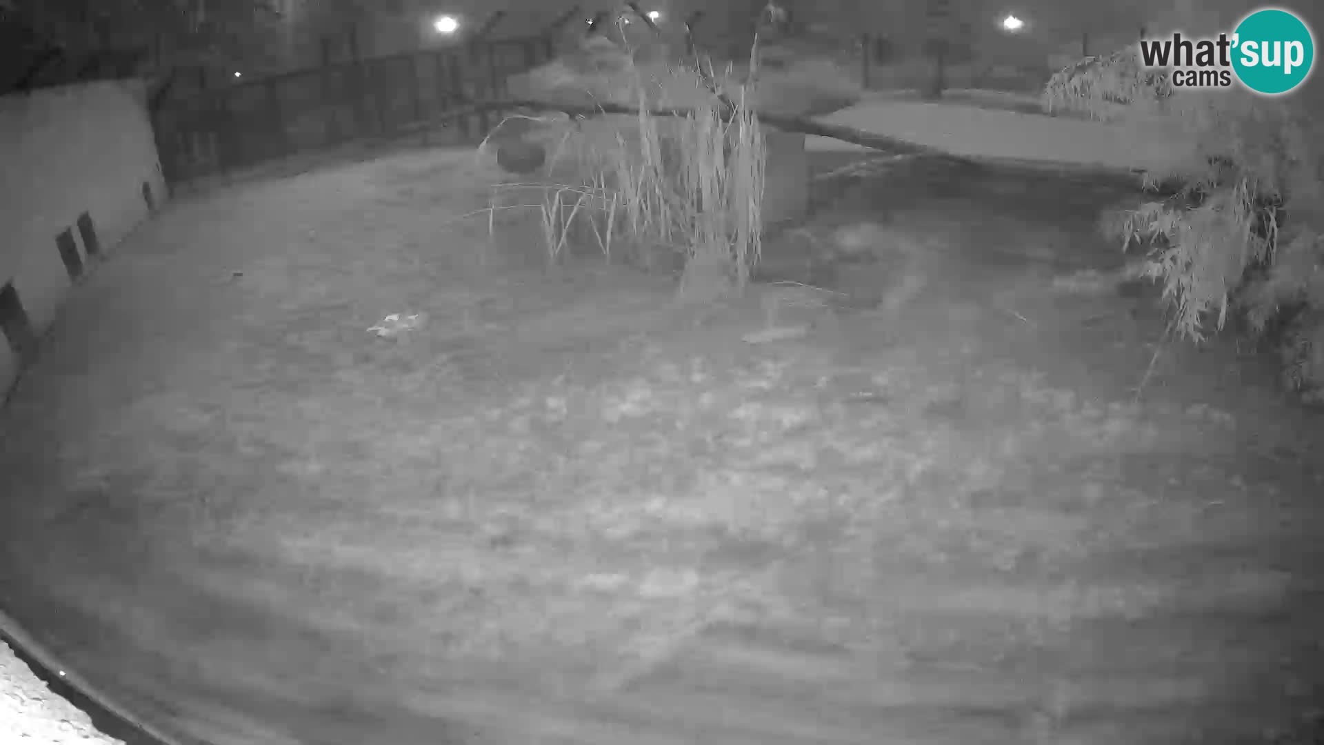 LEON Webcam en vivo en Ljubljana Zoo – Eslovenia