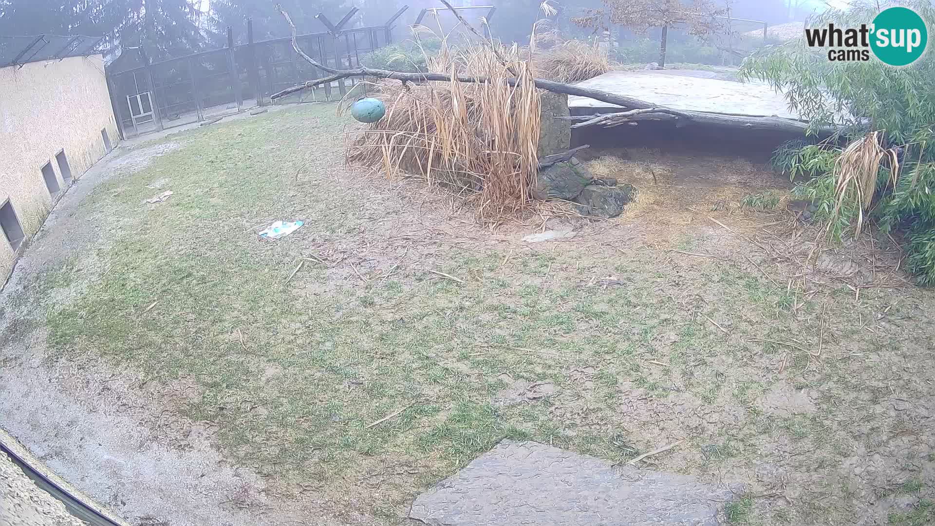 LEONE live Webcam nello zoo di Lubiana – Slovenia