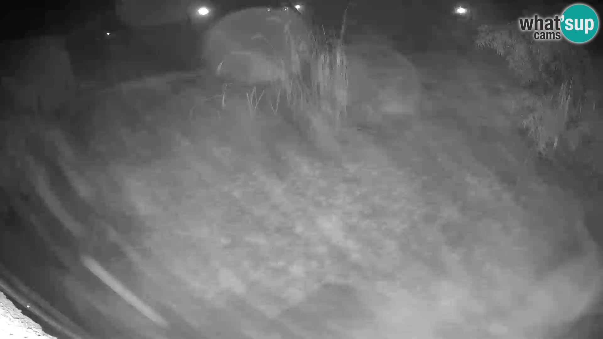 LION live Webcam in Ljubljana Zoo – Slovenia