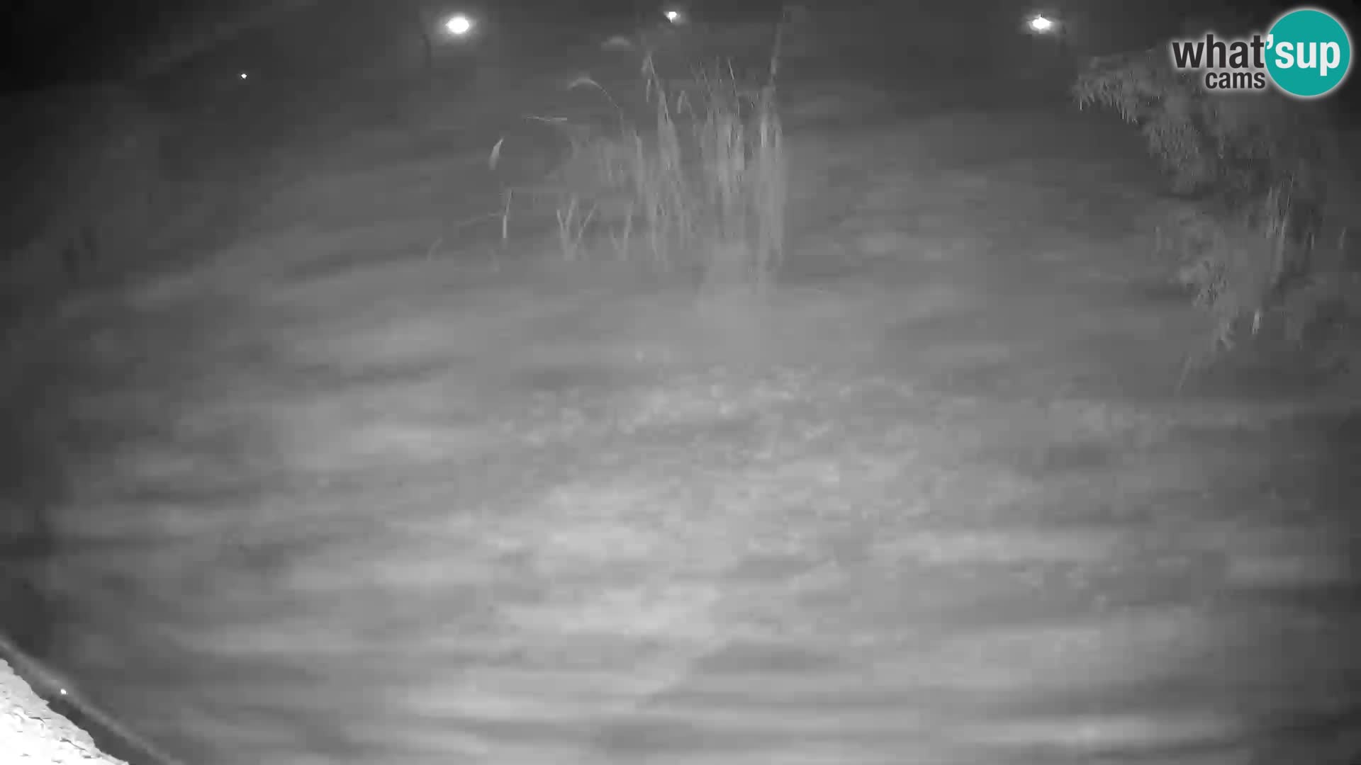 LEONE live Webcam nello zoo di Lubiana – Slovenia