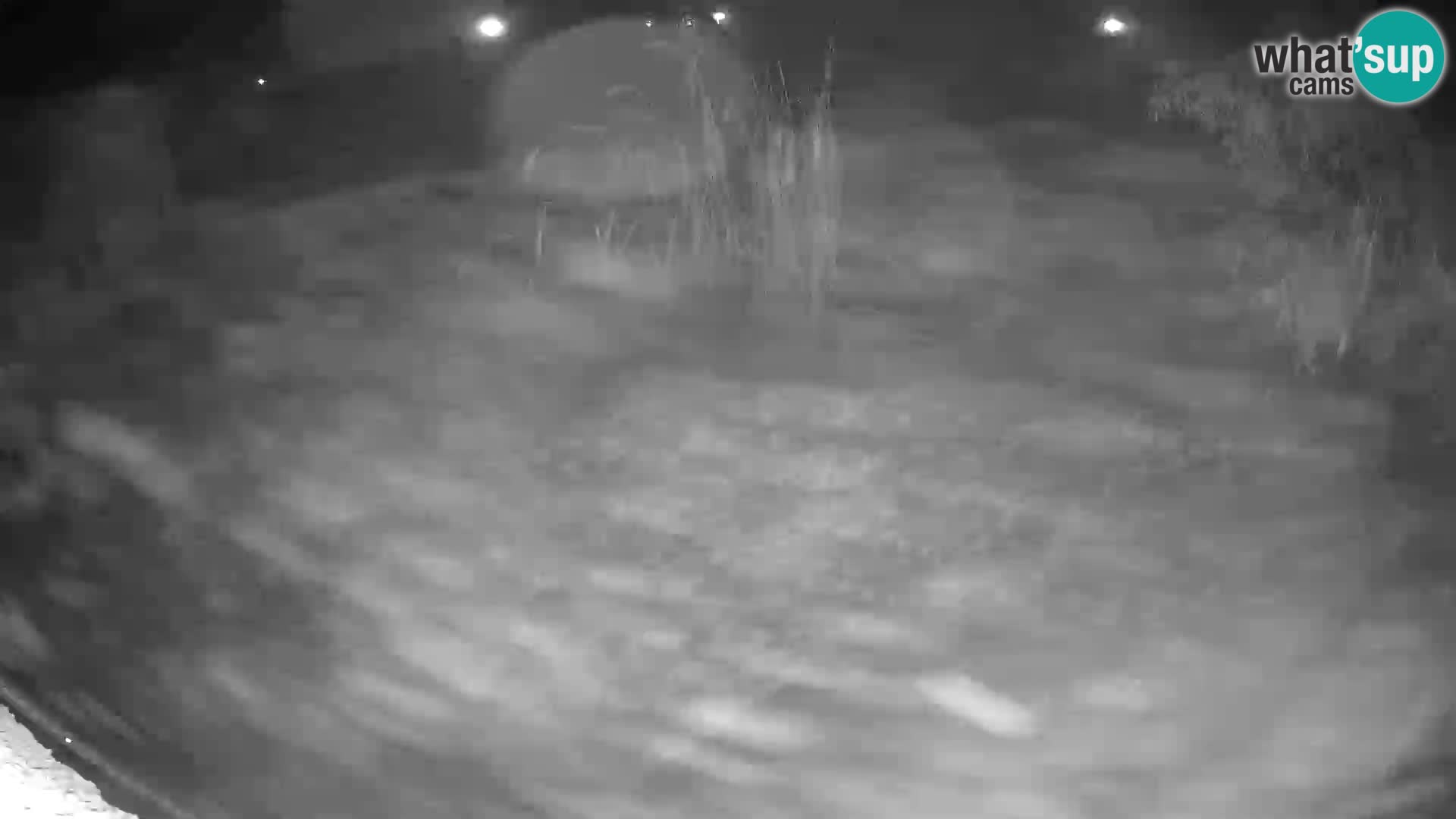 LION live Webcam in Ljubljana Zoo – Slovenia