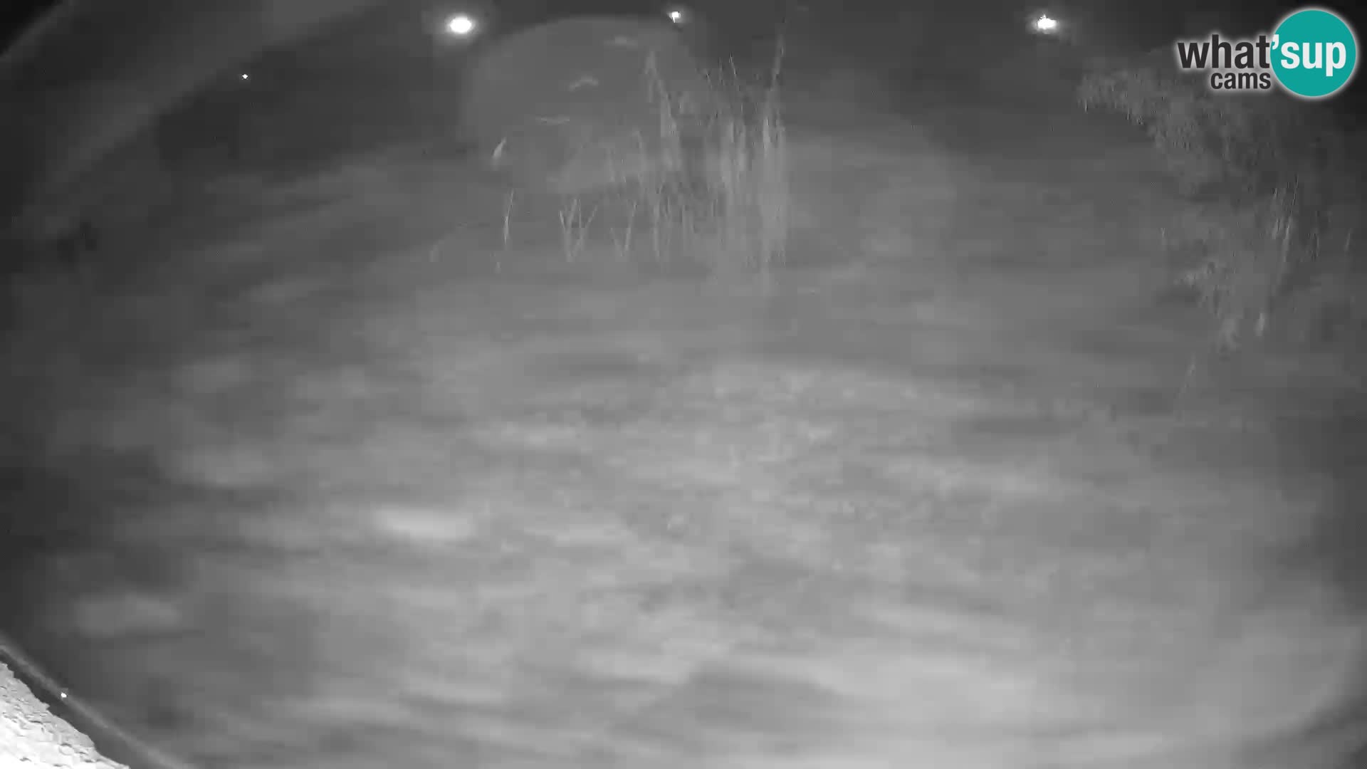 LEON Webcam en vivo en Ljubljana Zoo – Eslovenia