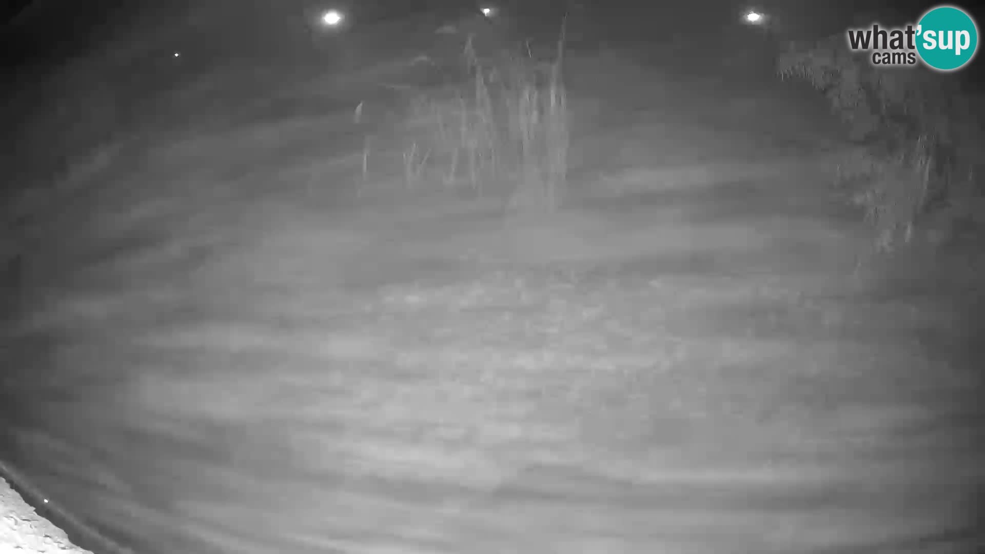 LION webcam en direct du zoo de Ljubljana – Slovénie