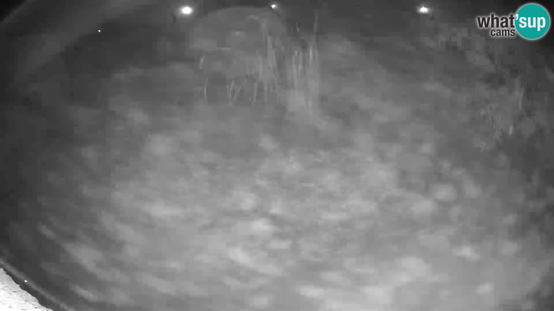 Löwe live Webcam im Zoo von Ljubljana – Slowenien