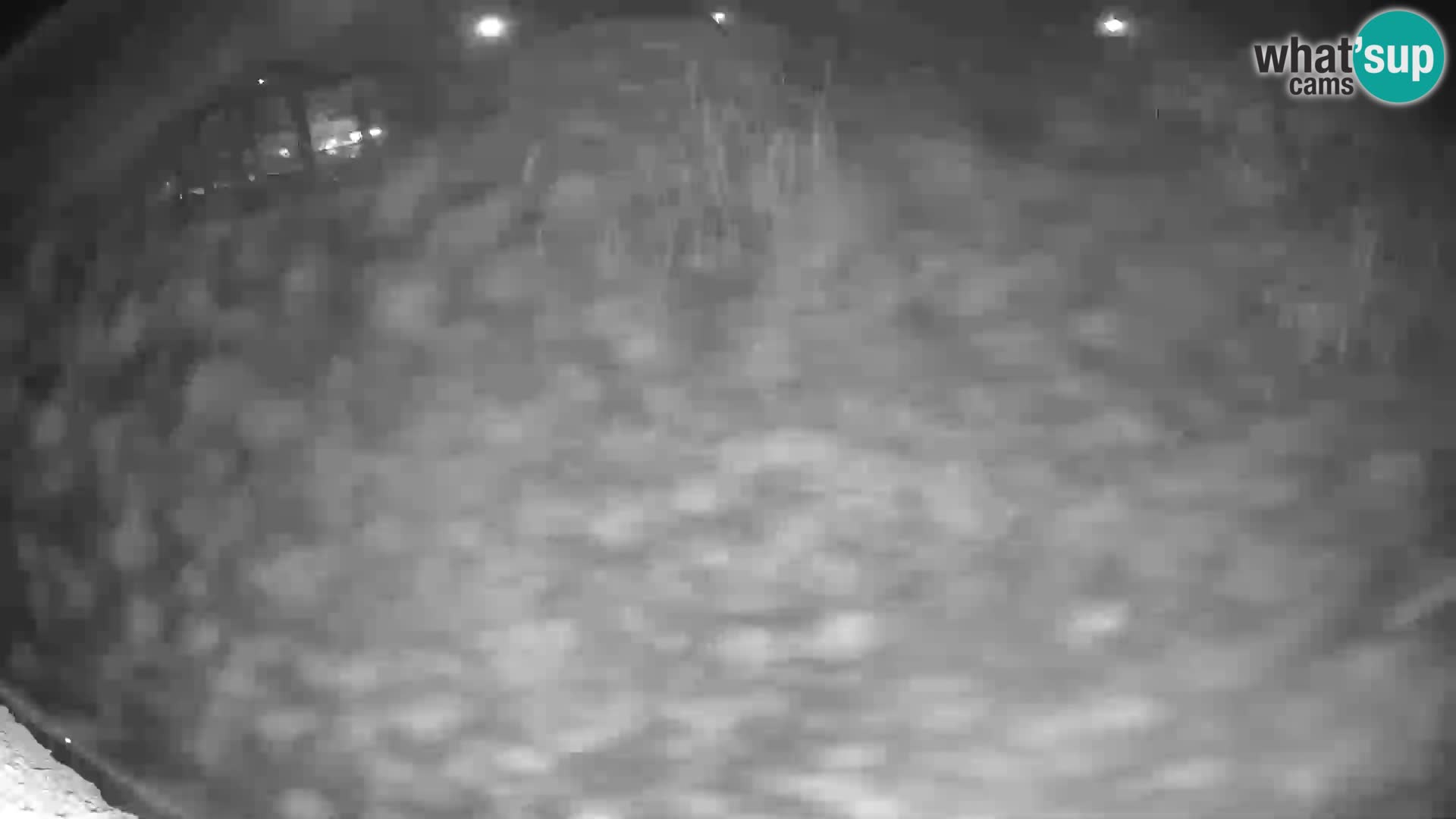 Lavovi web kamera uživo u ljubljanskom zoološkom vrtu – Slovenija