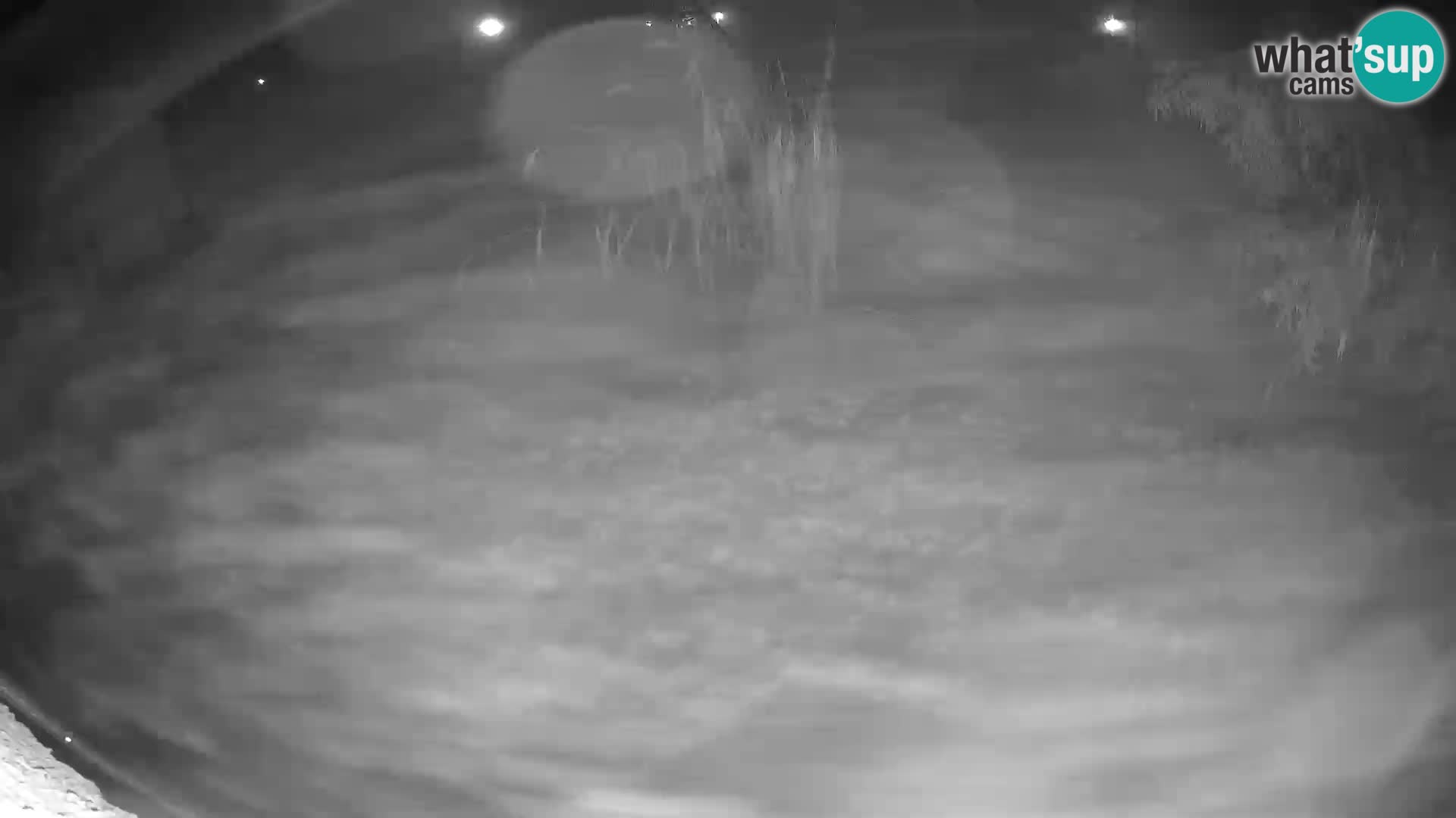 LEONE live Webcam nello zoo di Lubiana – Slovenia