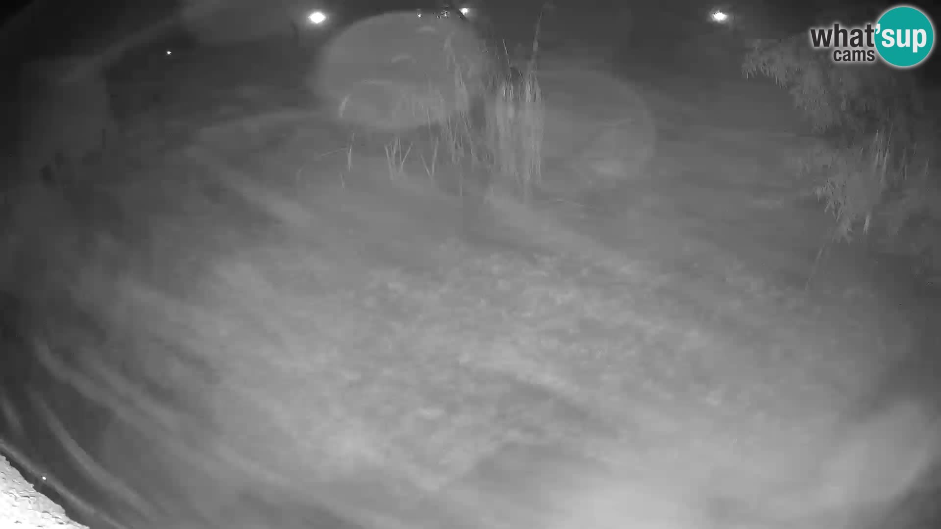 Löwe live Webcam im Zoo von Ljubljana – Slowenien