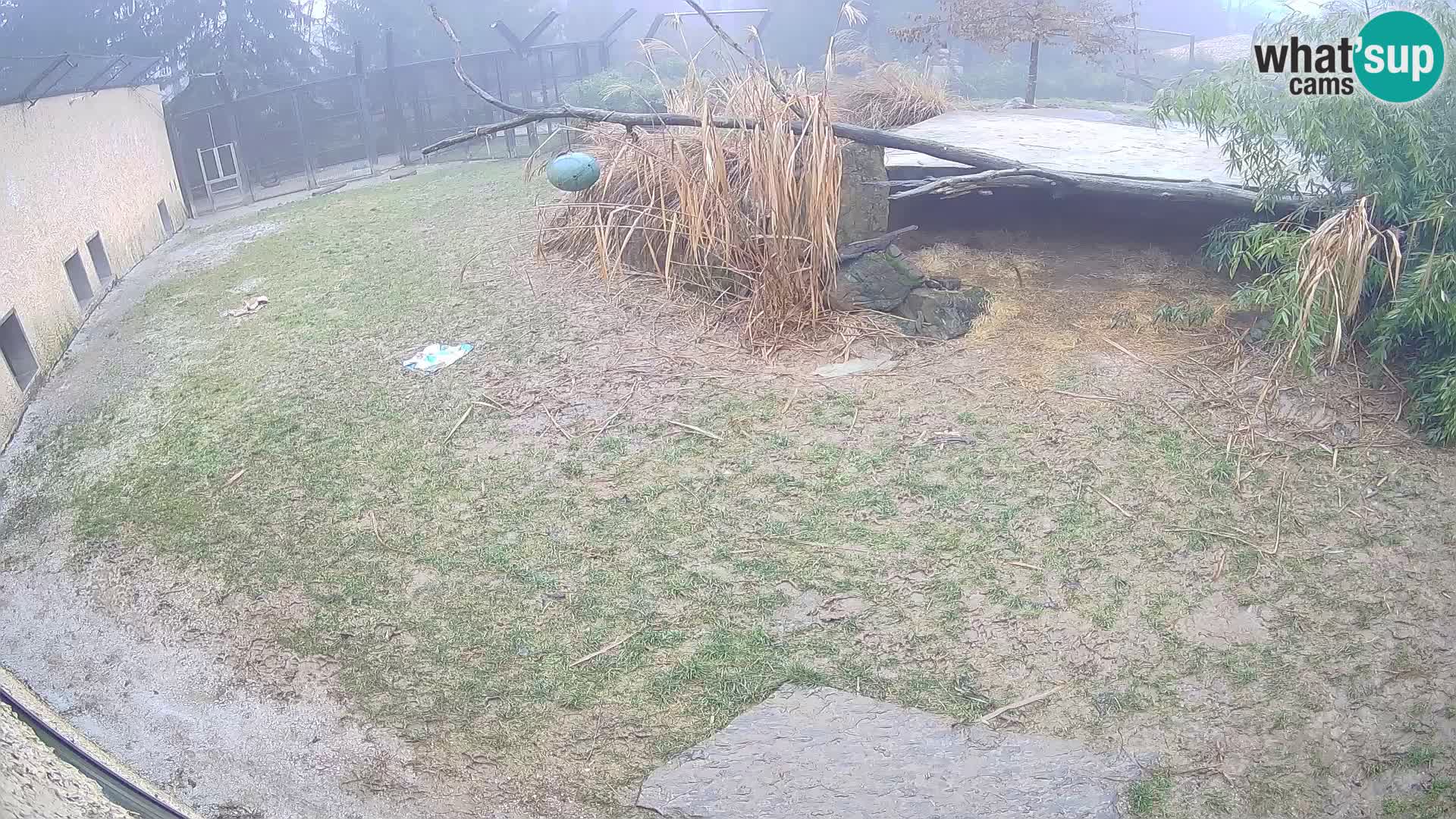 LEVI spletna kamera v živalskem vrtu Ljubljana Zoo