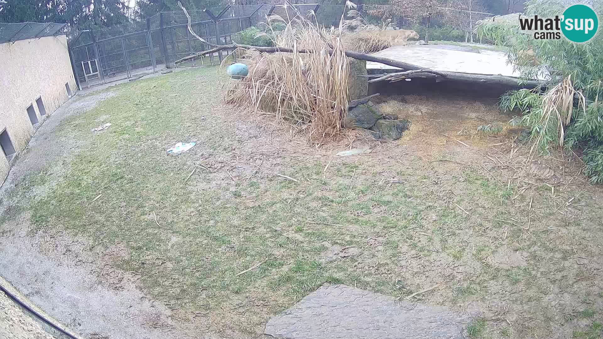 LION webcam en direct du zoo de Ljubljana – Slovénie