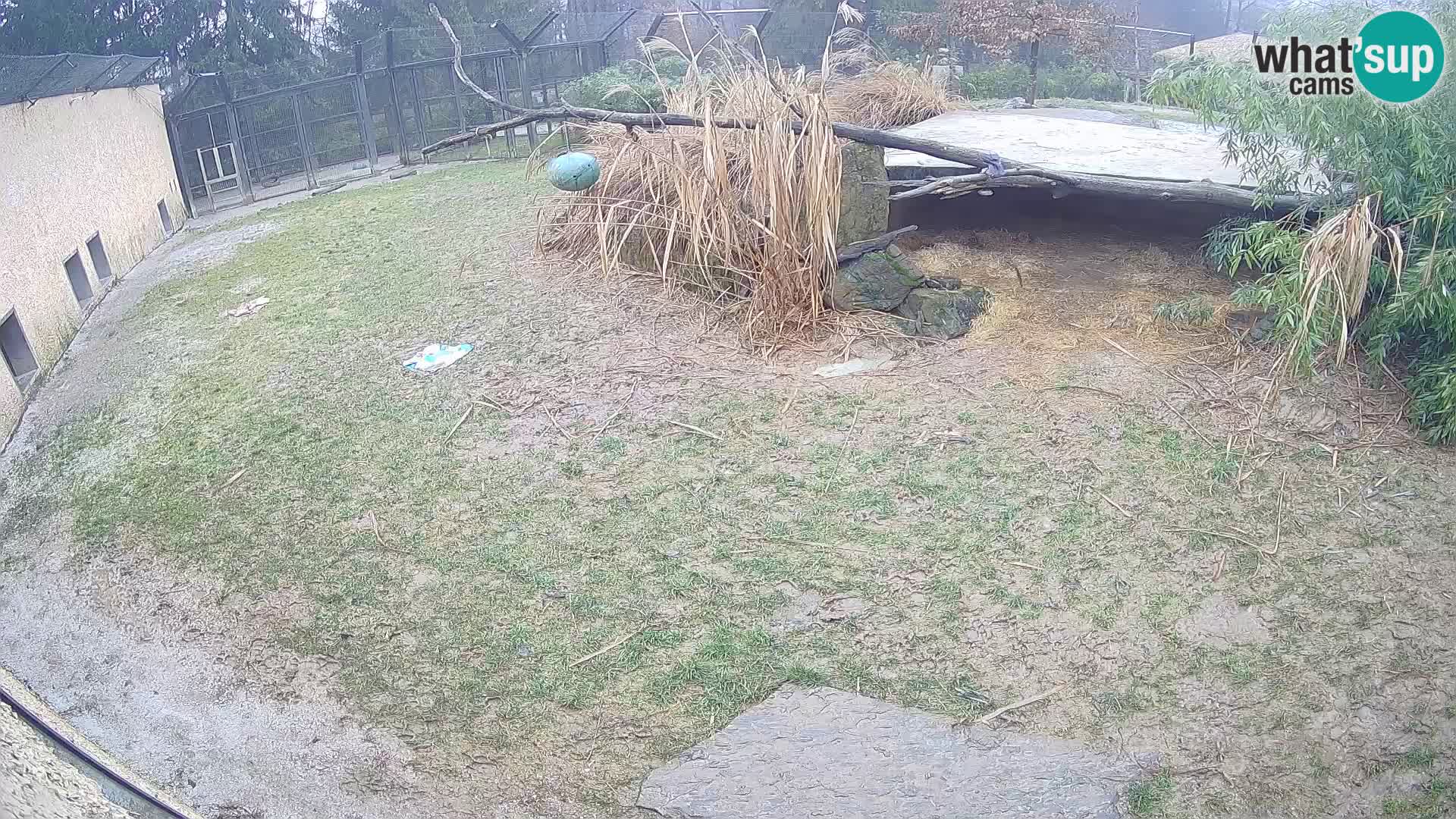 LION live Webcam in Ljubljana Zoo – Slovenia