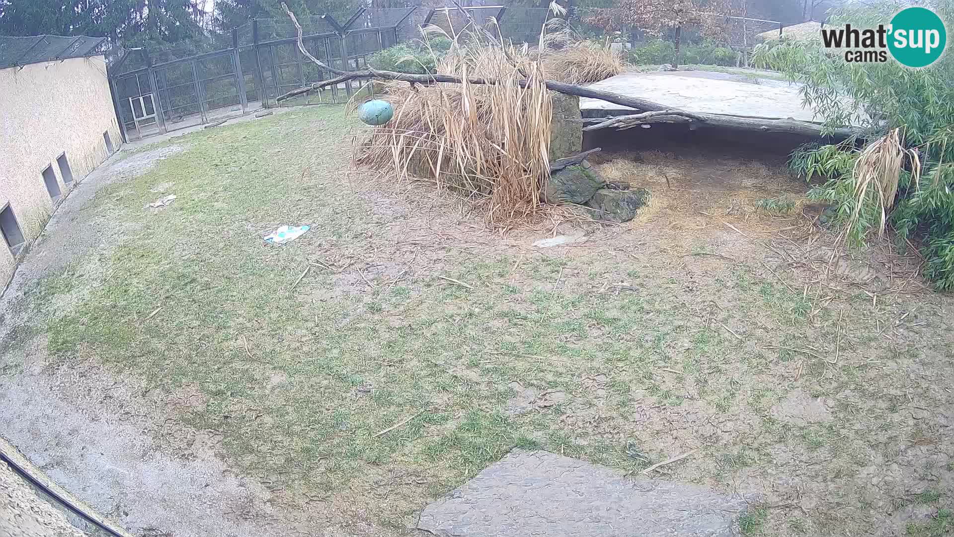 LION webcam en direct du zoo de Ljubljana – Slovénie