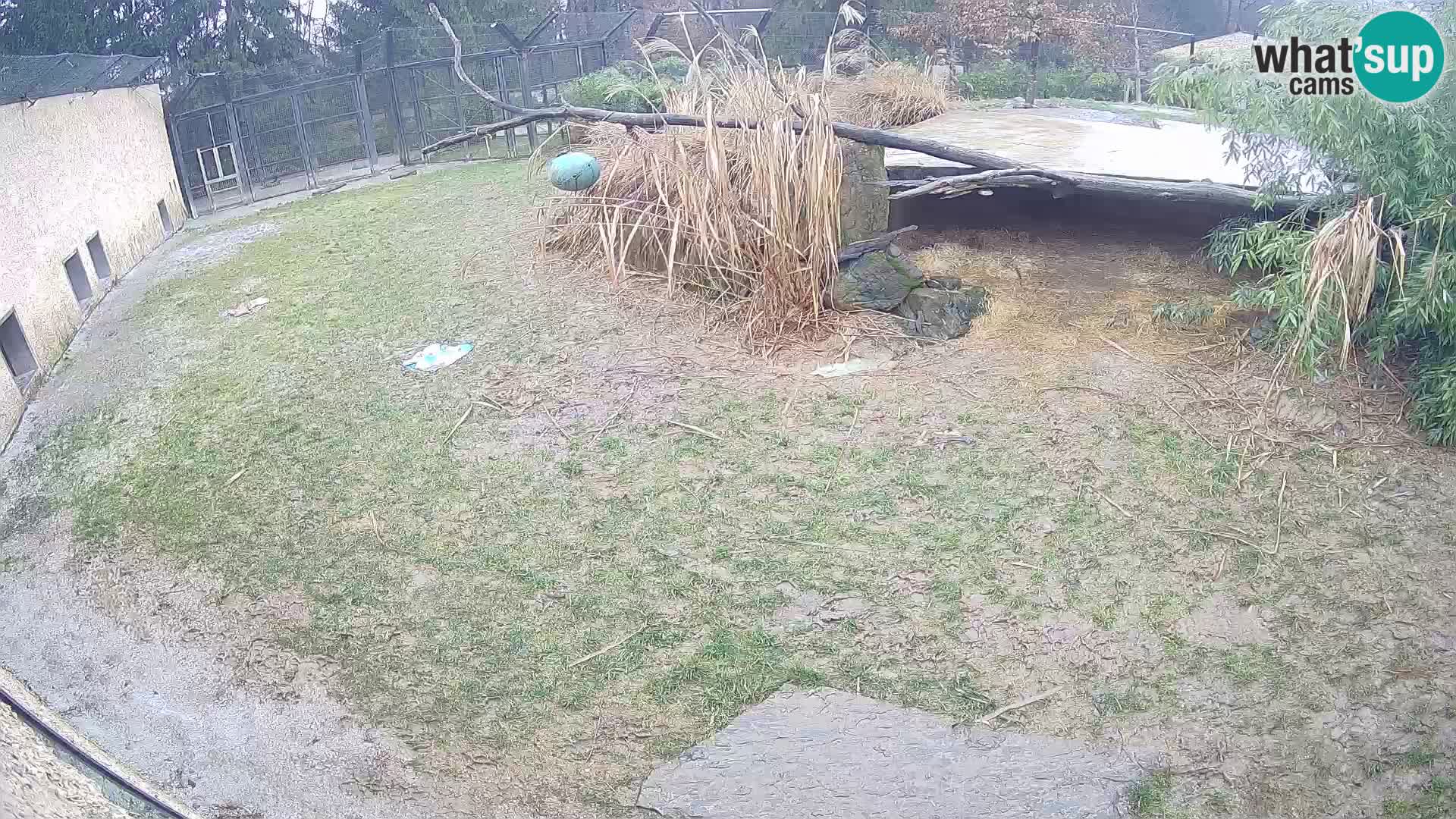 LION webcam en direct du zoo de Ljubljana – Slovénie