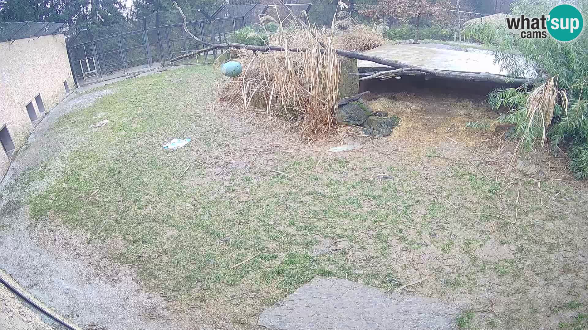 LEONE live Webcam nello zoo di Lubiana – Slovenia