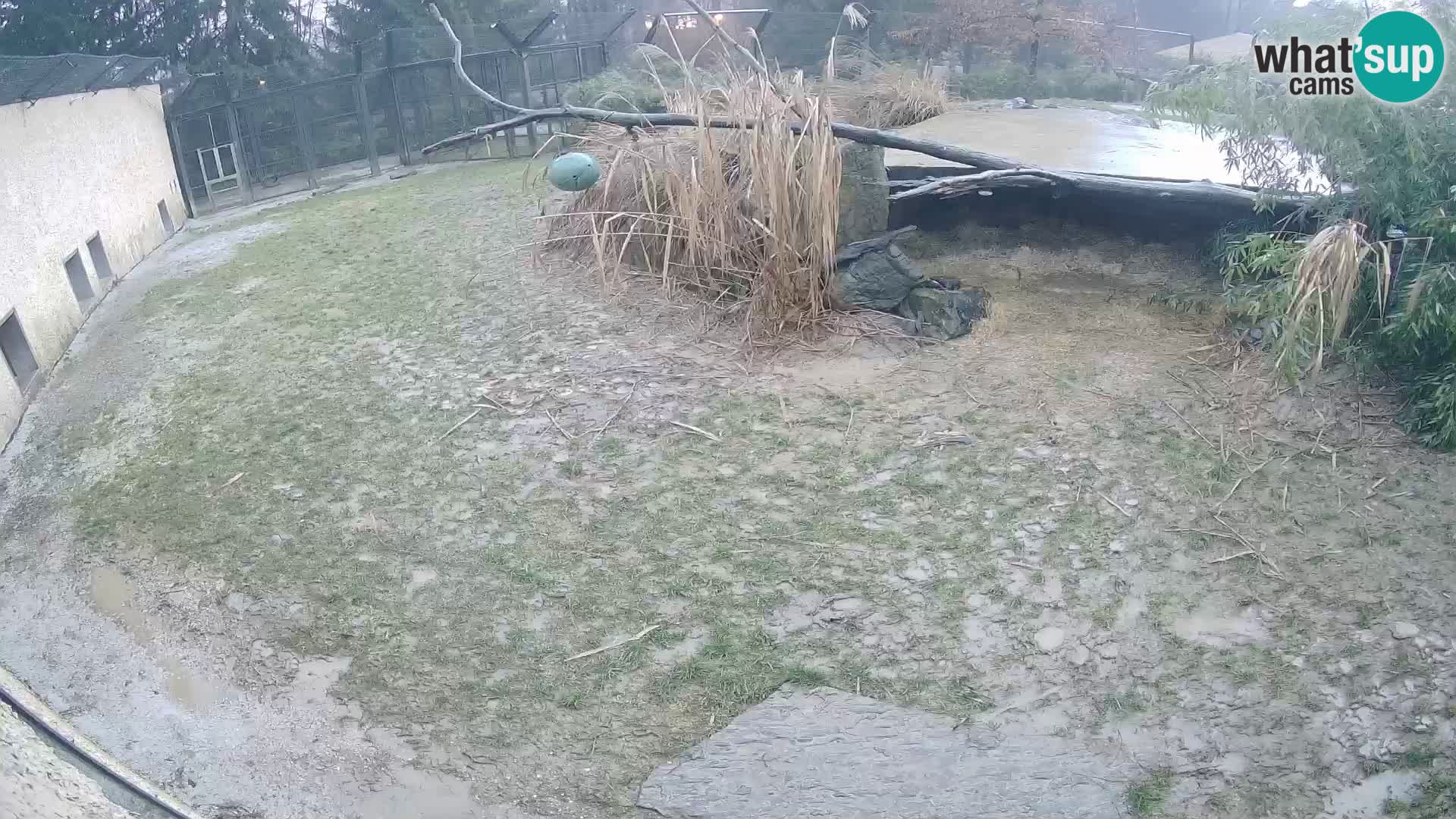 Lavovi web kamera uživo u ljubljanskom zoološkom vrtu – Slovenija