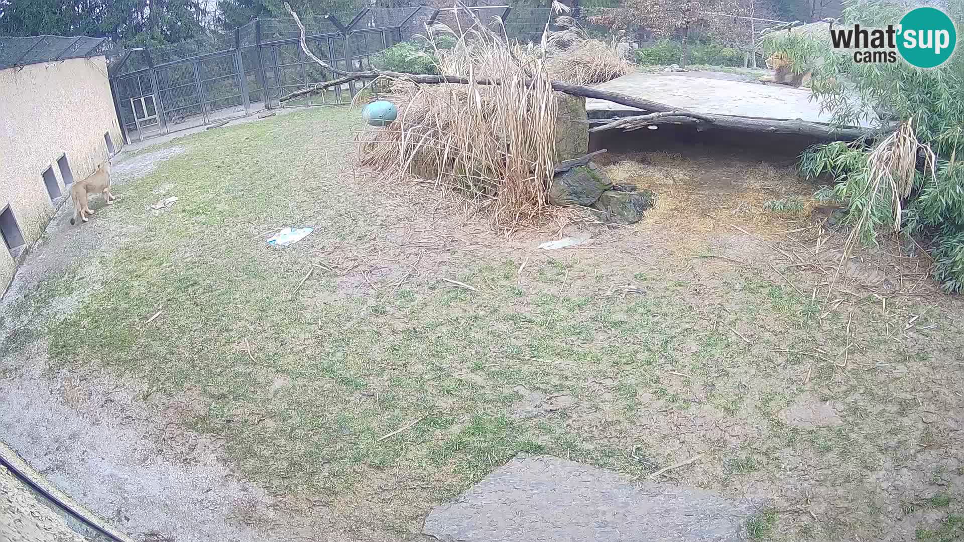 Löwe live Webcam im Zoo von Ljubljana – Slowenien
