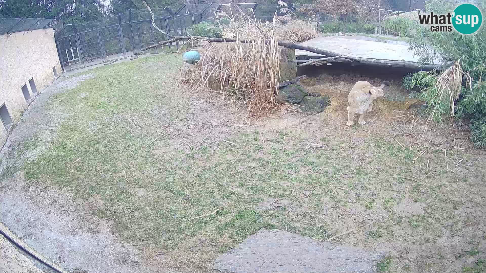 LION live Webcam in Ljubljana Zoo – Slovenia