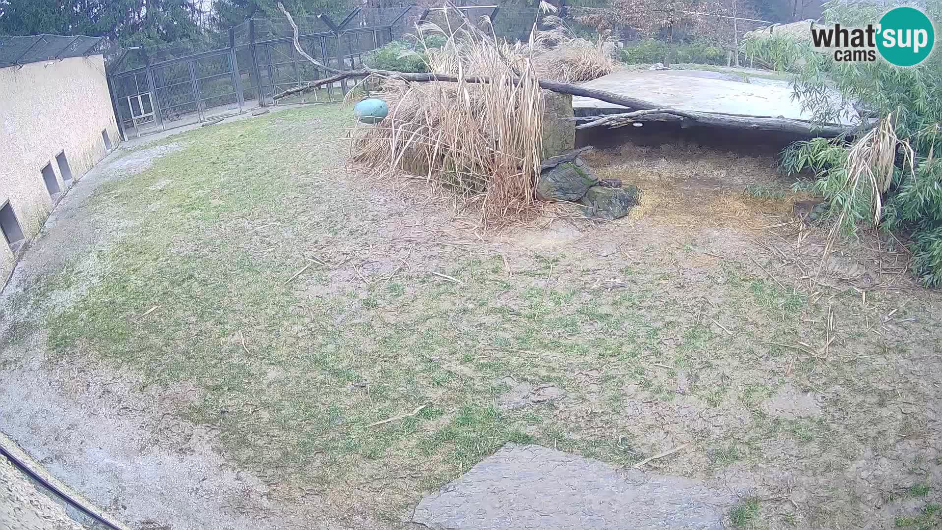 LEON Webcam en vivo en Ljubljana Zoo – Eslovenia