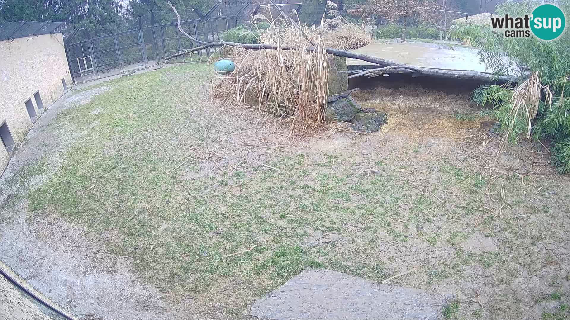 Löwe live Webcam im Zoo von Ljubljana – Slowenien